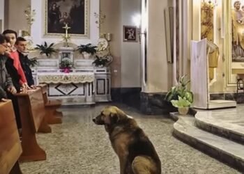 Каждый день грустный пес приходил в церковь и тихо слушал молитвы.