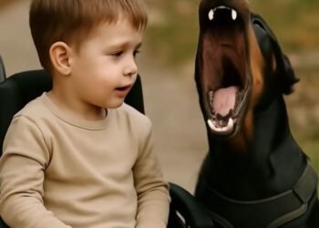 Мы с мужем были заняты домашними делами и оставили нашего парализованного четырехлетнего сына с нашим доберманом по кличке Тара.