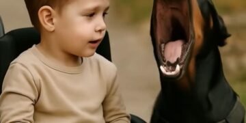 Мы с мужем были заняты домашними делами и оставили нашего парализованного четырехлетнего сына с нашим доберманом по кличке Тара.