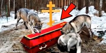 Волки выли на всю округу, тревожно и протяжно, их вой пробирал до костей.